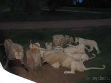 Поездка по ЮАР на машине (субъективный взгляд на ЮАР). Январь 2013 г.