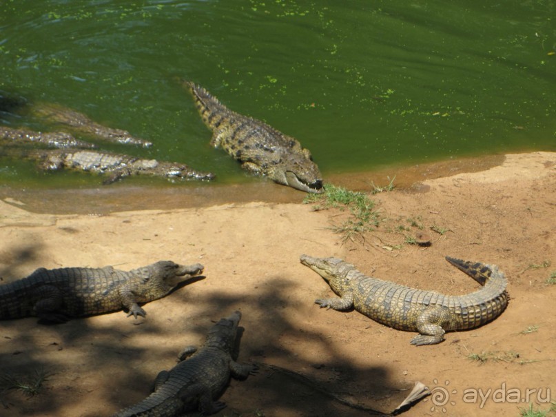 Поездка по ЮАР на машине (субъективный взгляд на ЮАР). Январь 2013 г.