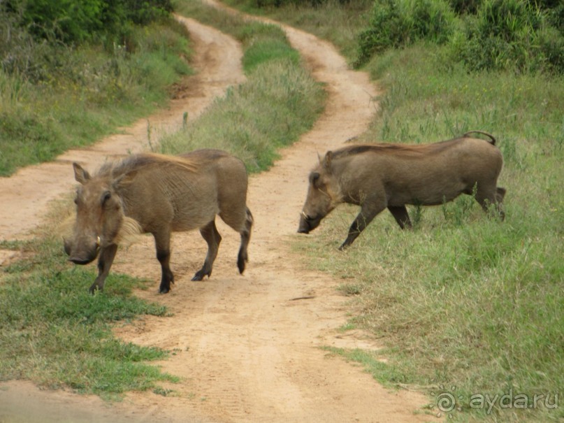 Поездка по ЮАР на машине (субъективный взгляд на ЮАР). Январь 2013 г.