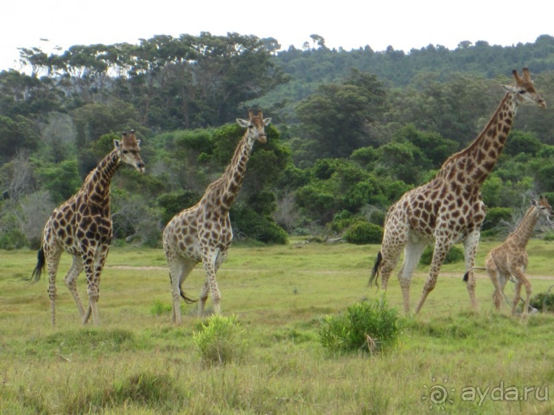 Поездка по ЮАР на машине (субъективный взгляд на ЮАР). Январь 2013 г.
