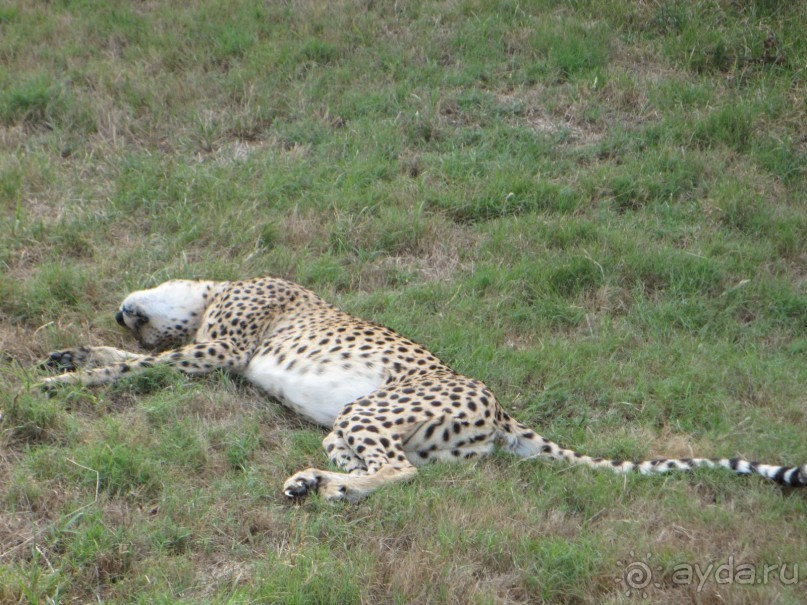Поездка по ЮАР на машине (субъективный взгляд на ЮАР). Январь 2013 г.