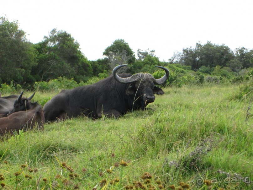 Поездка по ЮАР на машине (субъективный взгляд на ЮАР). Январь 2013 г.
