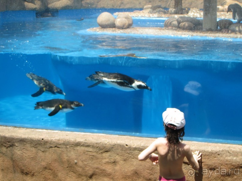 Поездка по ЮАР на машине (субъективный взгляд на ЮАР). Январь 2013 г.