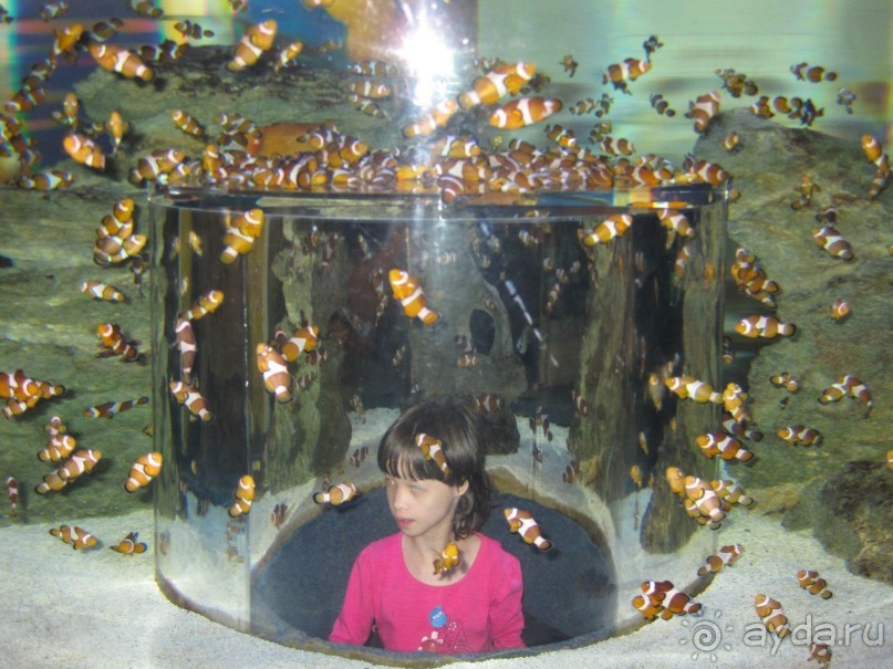 Поездка по ЮАР на машине (субъективный взгляд на ЮАР). Январь 2013 г.