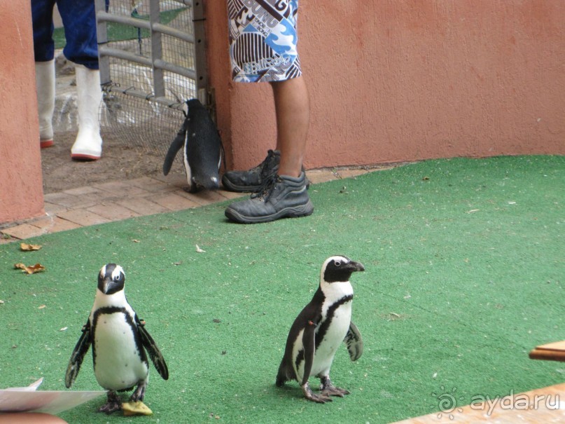 Поездка по ЮАР на машине (субъективный взгляд на ЮАР). Январь 2013 г.