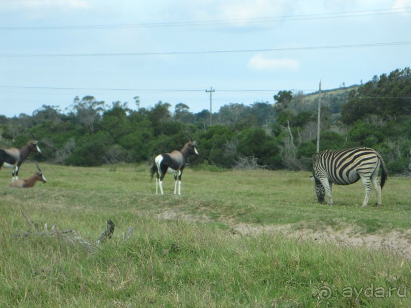 Поездка по ЮАР на машине (субъективный взгляд на ЮАР). Январь 2013 г.
