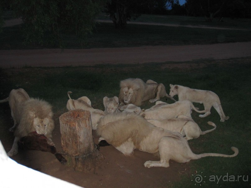 Поездка по ЮАР на машине (субъективный взгляд на ЮАР). Январь 2013 г.
