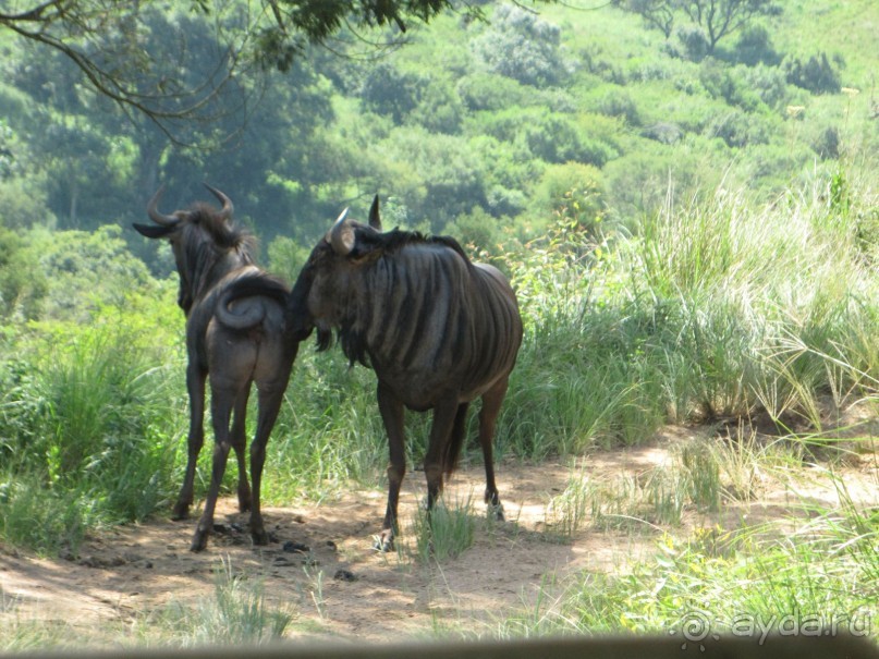 Поездка по ЮАР на машине (субъективный взгляд на ЮАР). Январь 2013 г.