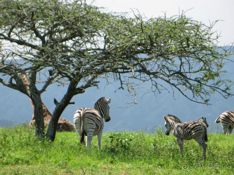 Поездка по ЮАР на машине (субъективный взгляд на ЮАР). Январь 2013 г.