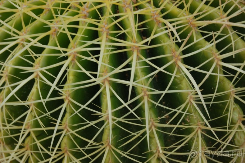 фото Flamenco Hotel Villas & Beach Club