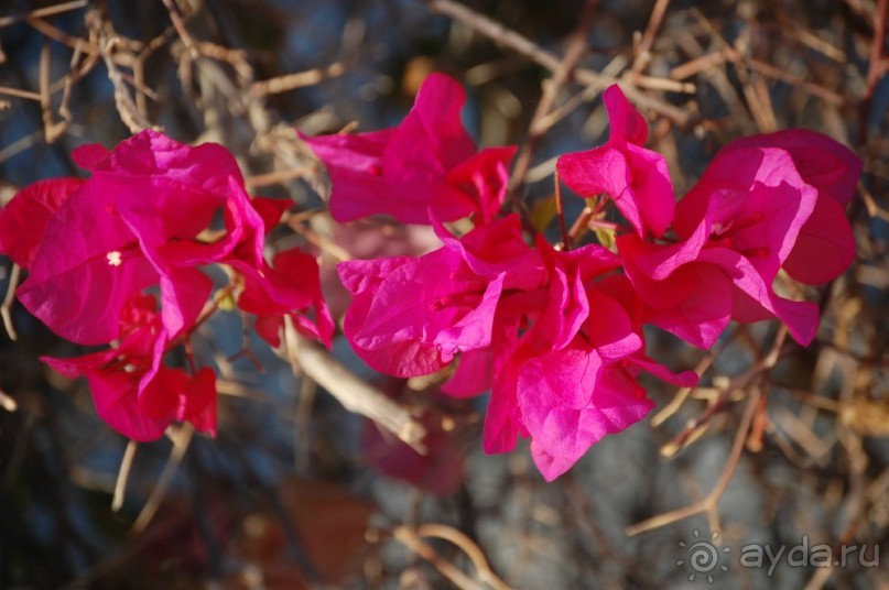 фото Flamenco Hotel Villas & Beach Club