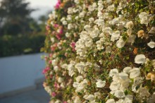 фото Flamenco Hotel Villas & Beach Club