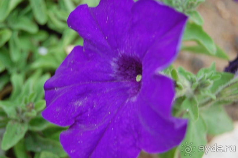 фото Flamenco Hotel Villas & Beach Club