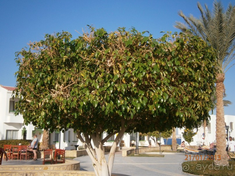 фото Flamenco Hotel Villas & Beach Club