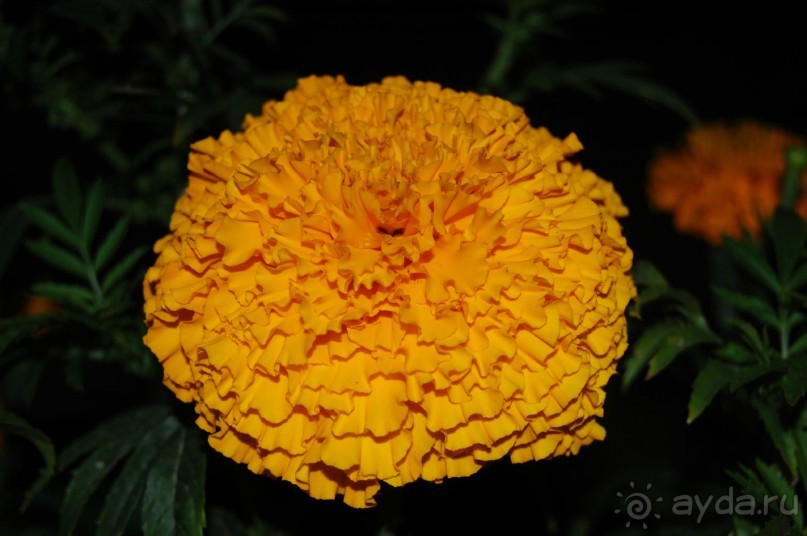 В общем пойдёт...на свой уровень