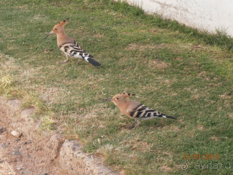 В общем пойдёт...на свой уровень