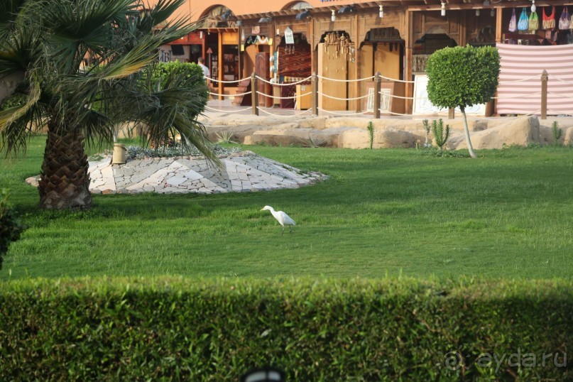 фото Sunrise Royal Makadi Resort