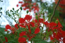 Весна, г. Фуджейра