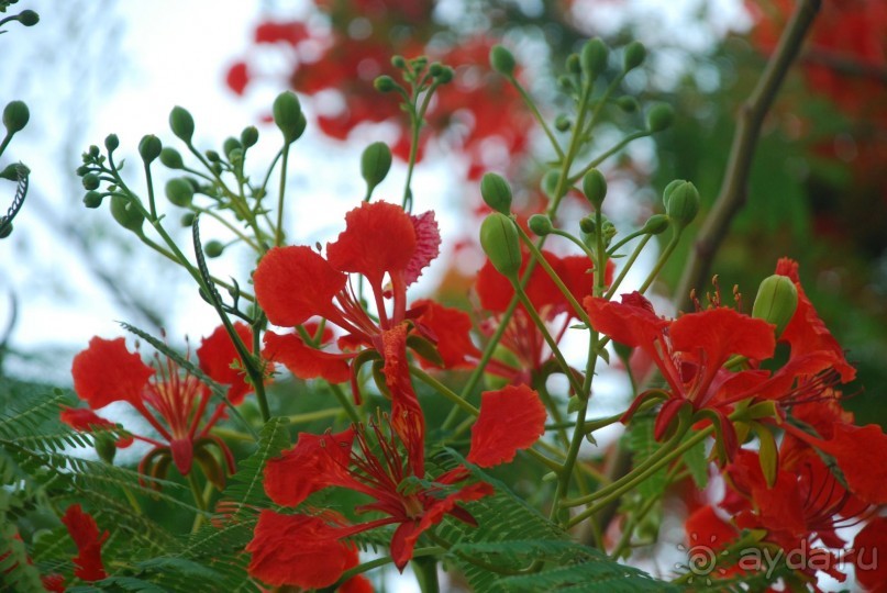 Весна, г. Фуджейра