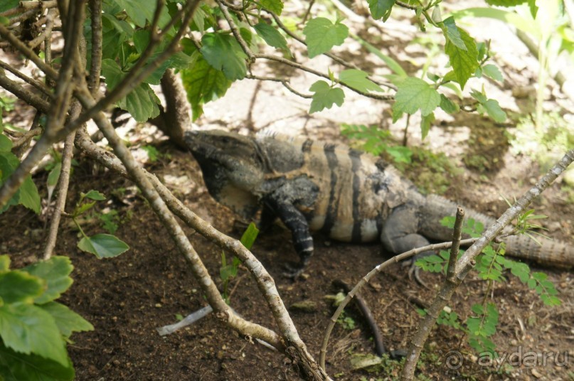 фото LTI Costa Caribe Beach