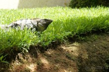 фото LTI Costa Caribe Beach