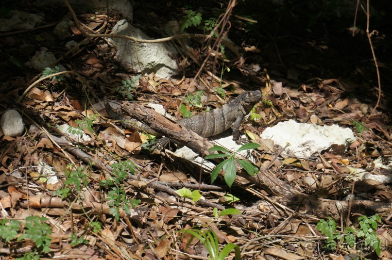 фото LTI Costa Caribe Beach