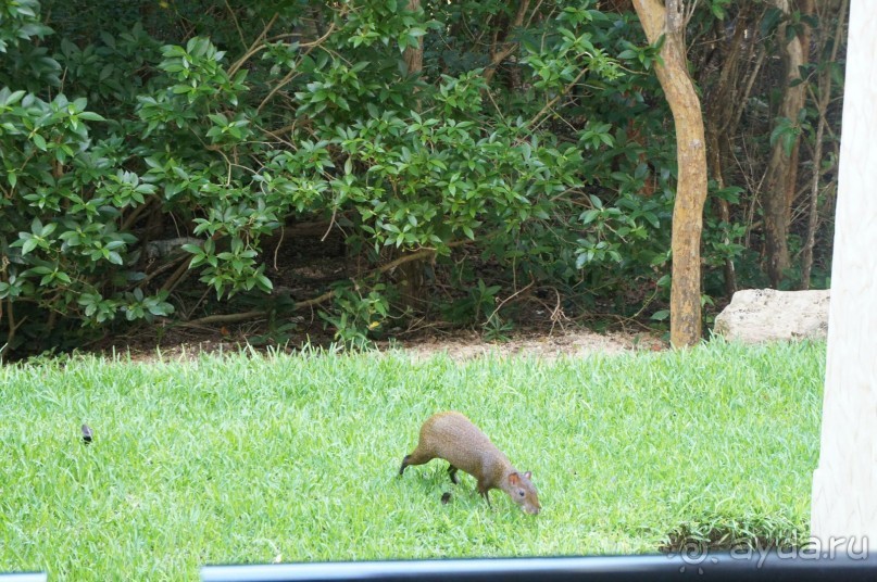 фото LTI Costa Caribe Beach