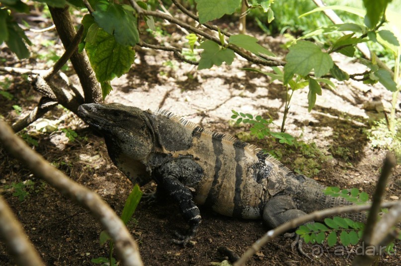 фото LTI Costa Caribe Beach
