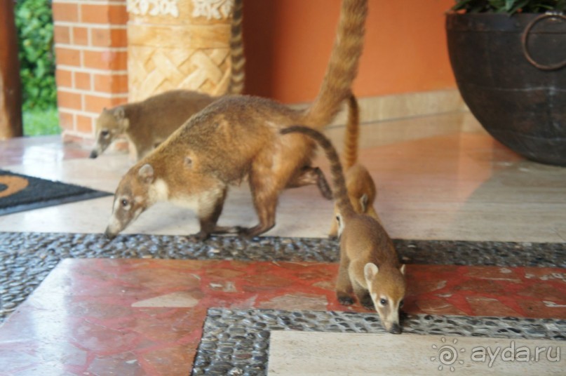 фото LTI Costa Caribe Beach