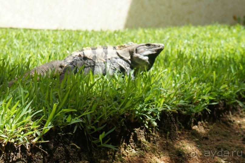 фото LTI Costa Caribe Beach