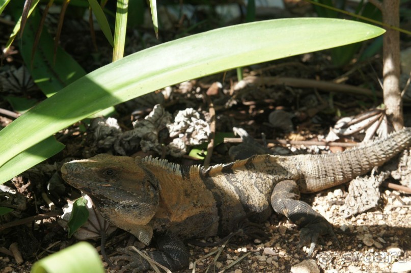 фото LTI Costa Caribe Beach