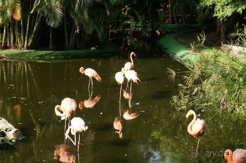 фото LTI Costa Caribe Beach