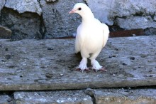 Храм огнепоклонников Атешгях. Суруханы. (30 км.от Баку)