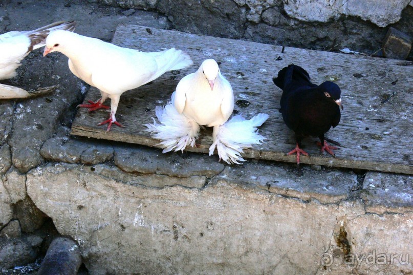 Храм огнепоклонников Атешгях. Суруханы. (30 км.от Баку)