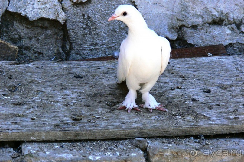 Храм огнепоклонников Атешгях. Суруханы. (30 км.от Баку)