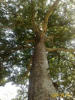 Путешествие в Шеки, первые впечатления об Азербайджане.