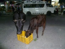 Лицом к лицу с Буддой (Непал)