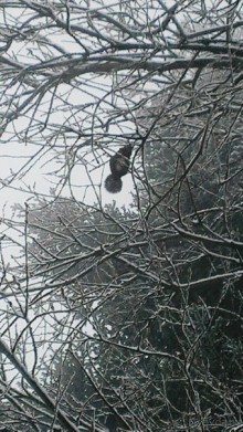 В Боровце без снега спас отель Флора