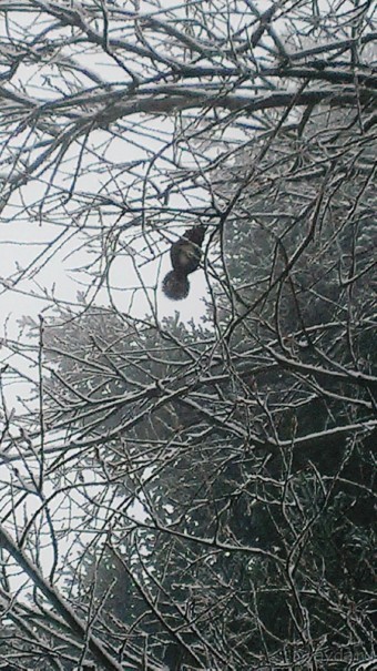 В Боровце без снега спас отель Флора
