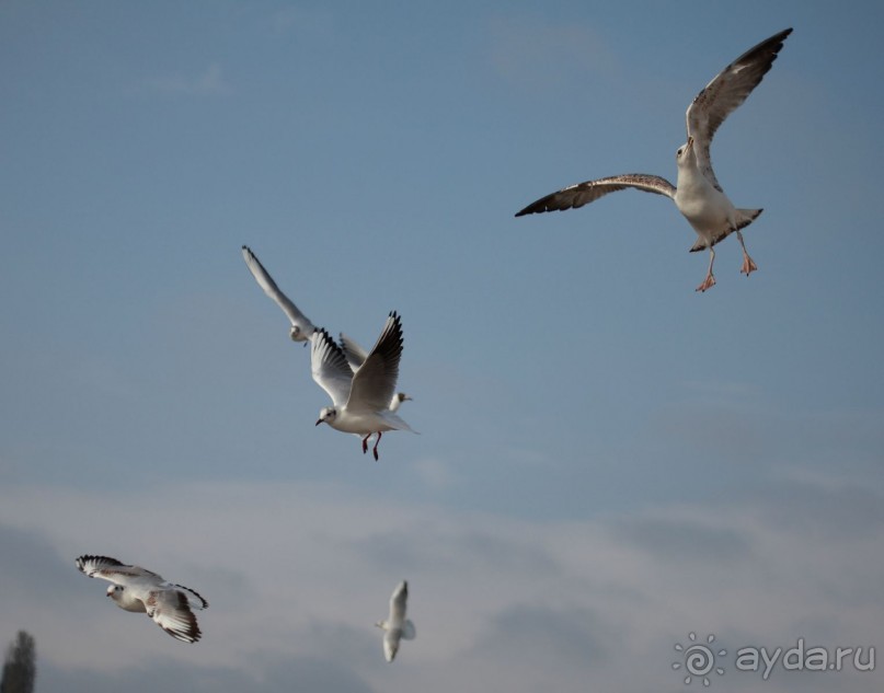 Горы (слалом бэби слалом)!!!!!!!!!  и Oтель просто супер тянет на 5*менеджмент европейский.