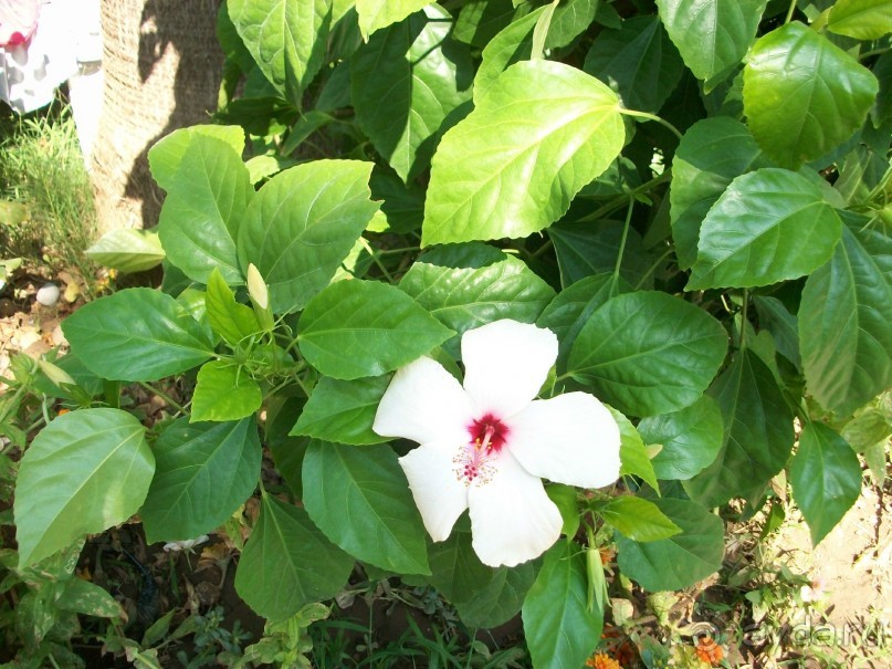 Потрясающе,но есть и свои минусы!!!