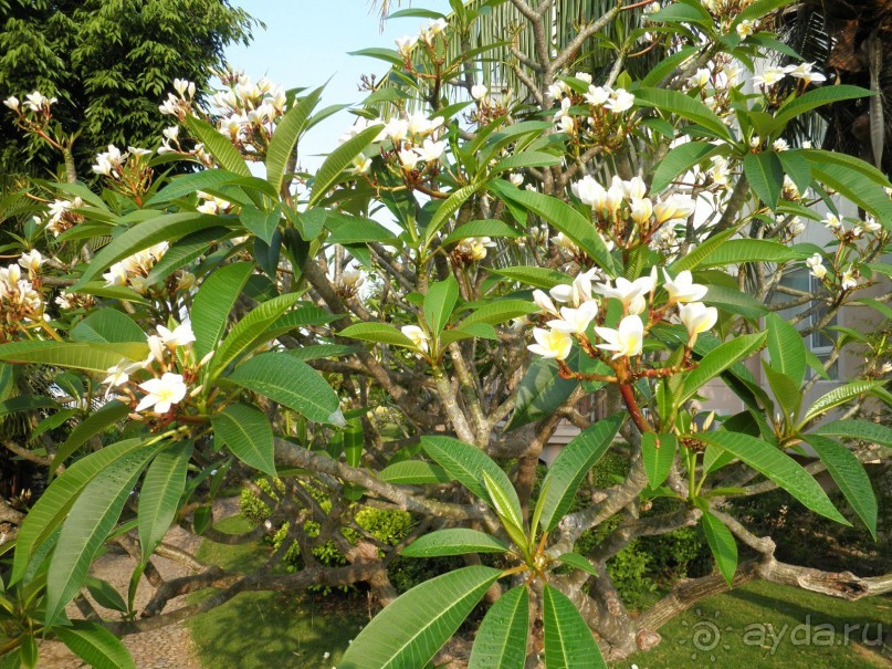 Отель великолепен!