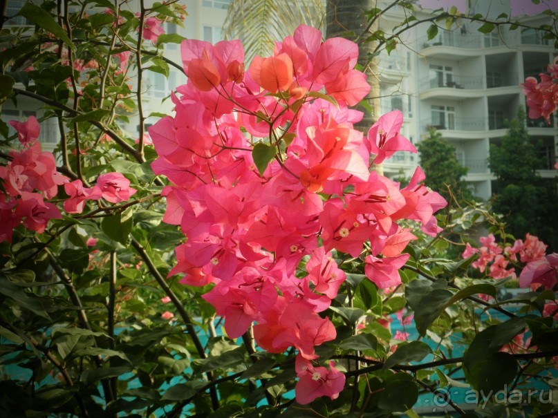 Отель великолепен!