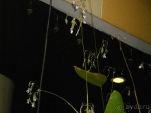 фото Jomtien Holiday