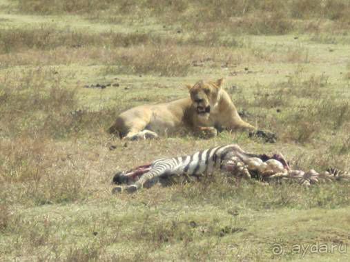 Альбом отзыва "ТАНЗАНИЯ. ЧЕРНОВИК БЕЛОГО ЧЕЛОВЕКА. Отзывы о поездке в Африку с турфимой Тайный Меридиан в 2011 году"