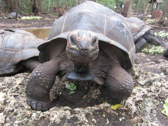 Альбом отзыва "ТАНЗАНИЯ. ЧЕРНОВИК БЕЛОГО ЧЕЛОВЕКА. Отзывы о поездке в Африку с турфимой Тайный Меридиан в 2011 году"