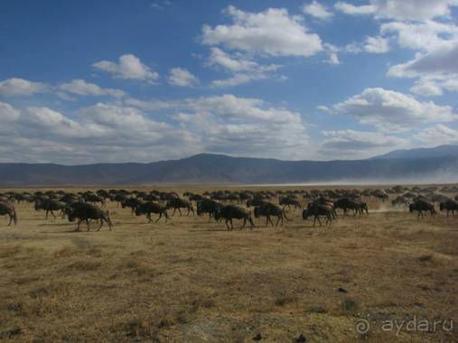 Альбом отзыва "ТАНЗАНИЯ. ЧЕРНОВИК БЕЛОГО ЧЕЛОВЕКА. Отзывы о поездке в Африку с турфимой Тайный Меридиан в 2011 году"