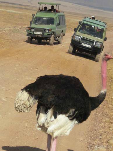 Альбом отзыва "ТАНЗАНИЯ. ЧЕРНОВИК БЕЛОГО ЧЕЛОВЕКА. Отзывы о поездке в Африку с турфимой Тайный Меридиан в 2011 году"