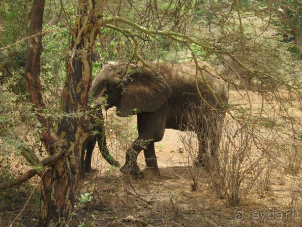 Альбом отзыва "ТАНЗАНИЯ. ЧЕРНОВИК БЕЛОГО ЧЕЛОВЕКА. Отзывы о поездке в Африку с турфимой Тайный Меридиан в 2011 году"