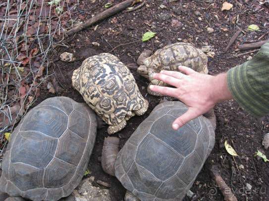 Альбом отзыва "ТАНЗАНИЯ. ЧЕРНОВИК БЕЛОГО ЧЕЛОВЕКА. Отзывы о поездке в Африку с турфимой Тайный Меридиан в 2011 году"